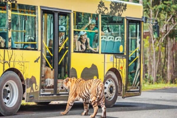 Combo VinWonders - Safari