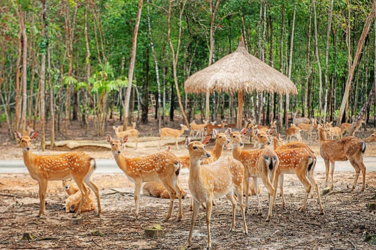 Vinwonders Vu Yen Hai Phong 3