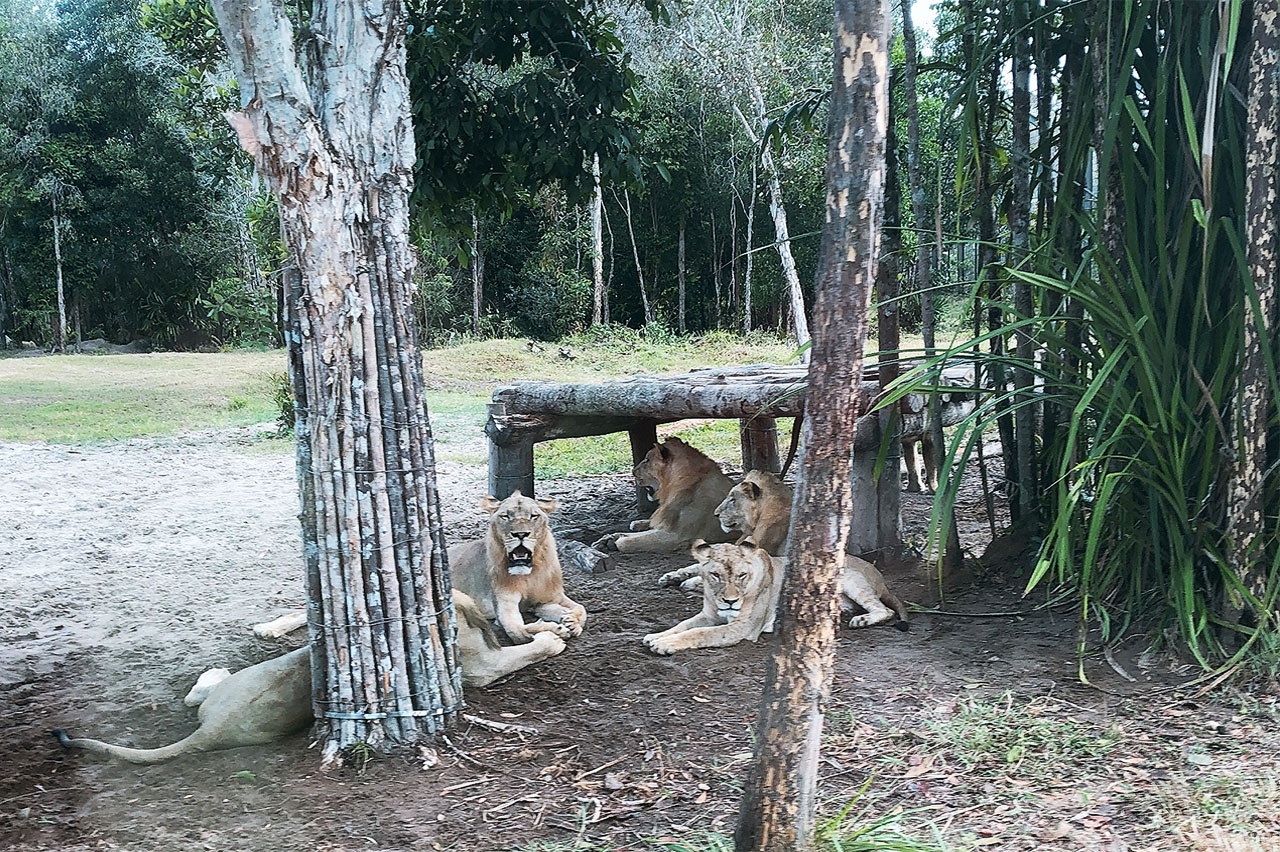 lua chon phong hay villa nghi duong nao tai vinpearl phu quoc 11