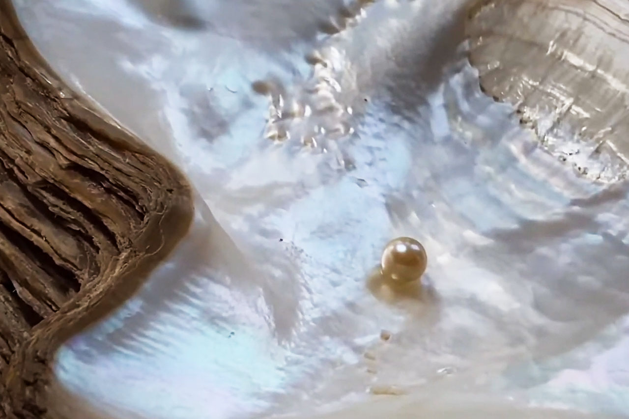 cơ sở nuôi cấy ngọc trai phú quốc