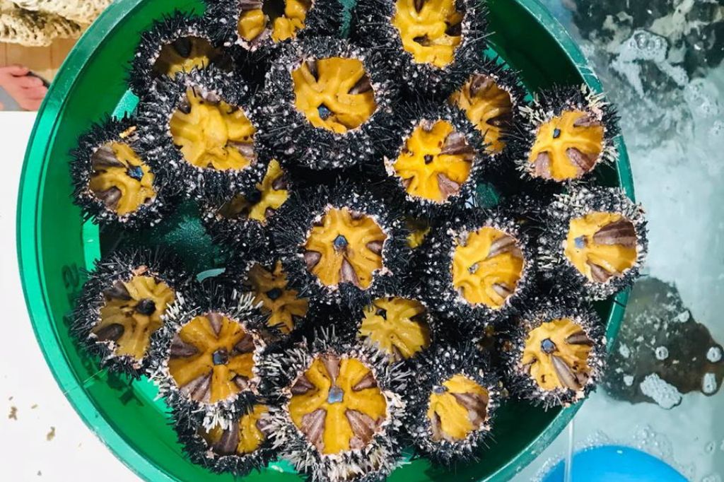 nhum biển phú quốc