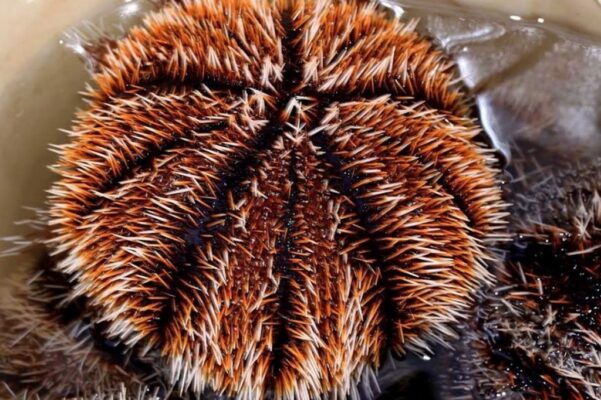 nhum biển phú quốc