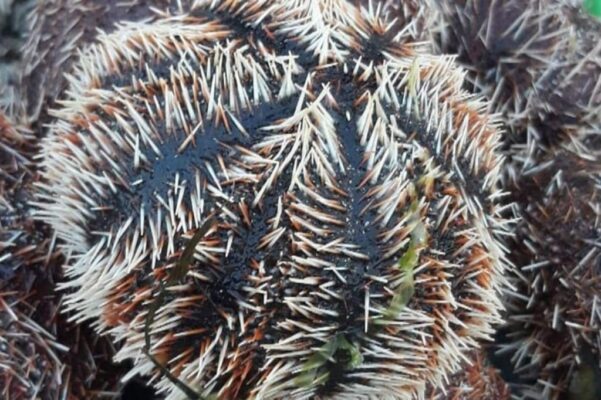 nhum biển phú quốc