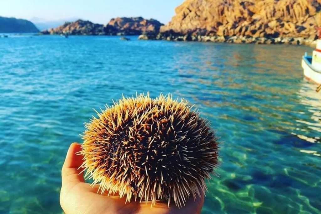 nhum biển phú quốc