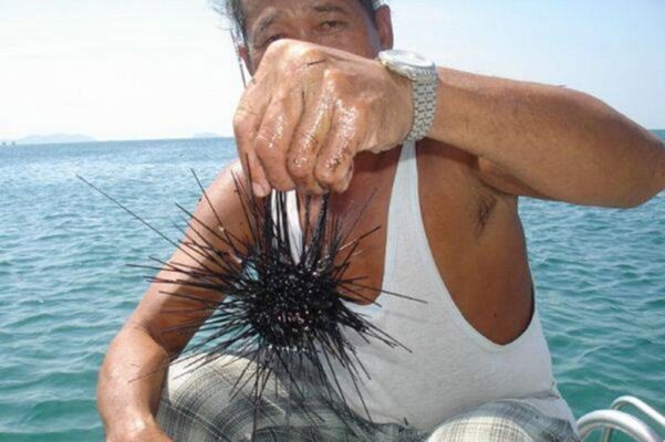 nhum biển phú quốc