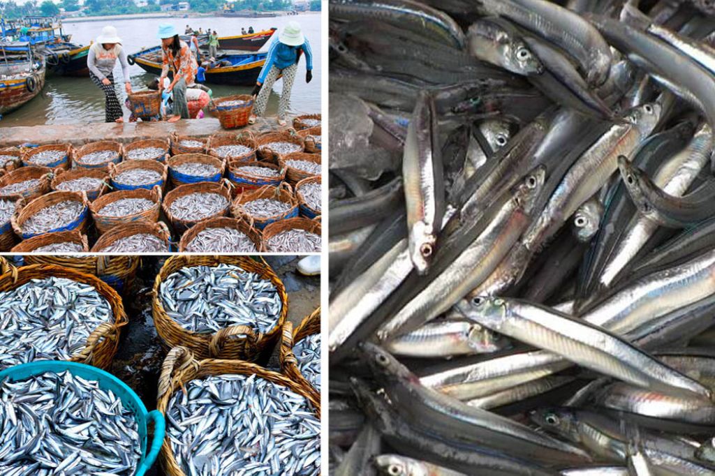 cá cơm phú quốc