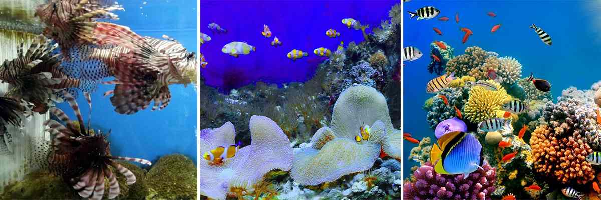 tham quan bao tang vien hai duong hoc nha trang 1