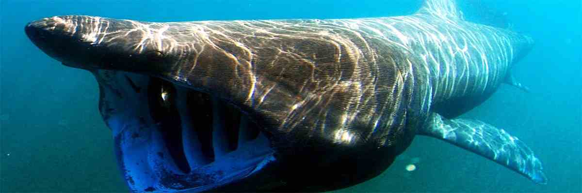 tham quan bao tang vien hai duong hoc nha trang 2