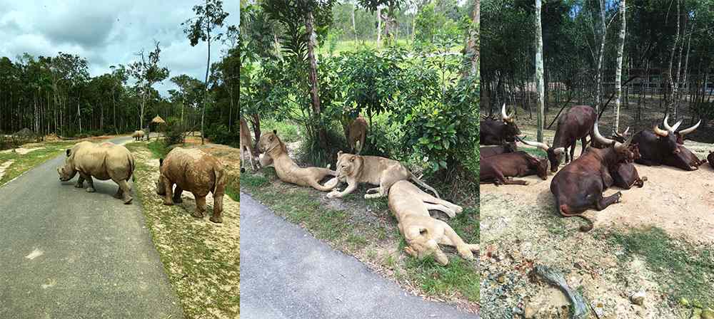 vinpearl safari phu quoc 1