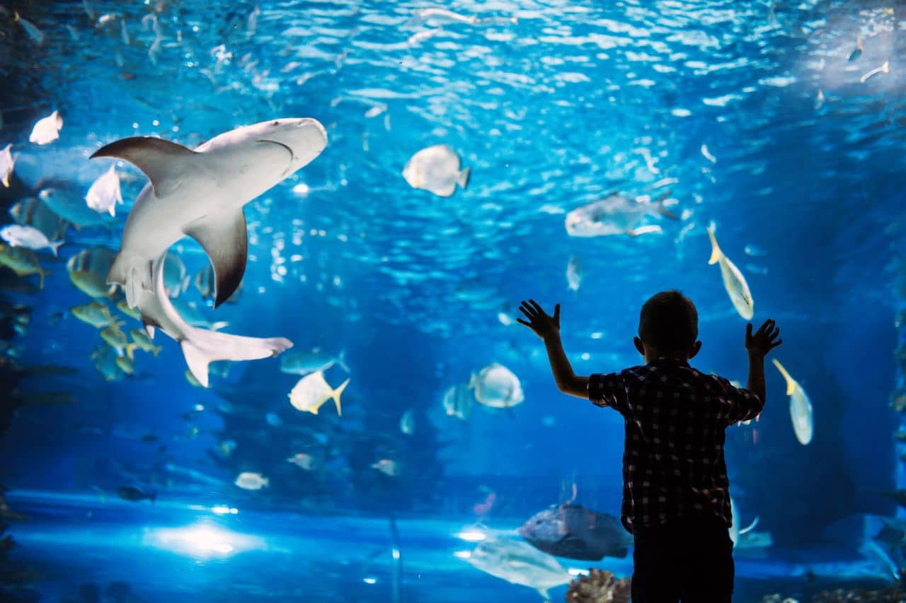 vinwonders nha trang thuy cung