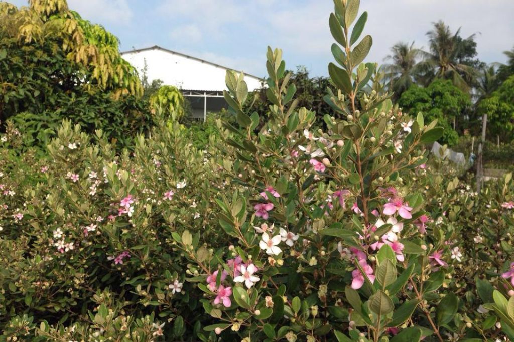 vườn sim phú quốc